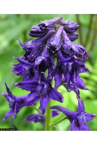 Delphinium exaltum (Native) is 4' of bold blue for your shade garden