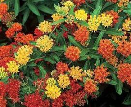 Aslepias 'Gay Butteflies' / butterfly weed (NATIVE)