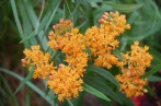 Asclepias tuberosa / Butterfly weed (NATIVE)