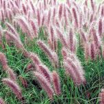 Pennisetum 'Red Head' / Fountain Grass (native cultivar)