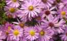 Aster 'Woods Pink'