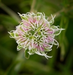 Pycanthemum flexuosum